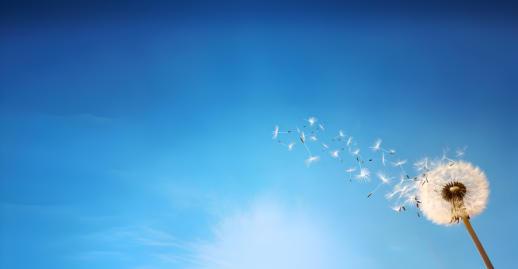 Pusteblume – Leichtigkeit und Loslassen